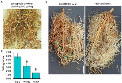 Root-Knot Nematode Resistance in Gossypium hirsutum Determined by a Constitutive Defense-Response Transcriptional Program Avoiding a Fitness Penalty